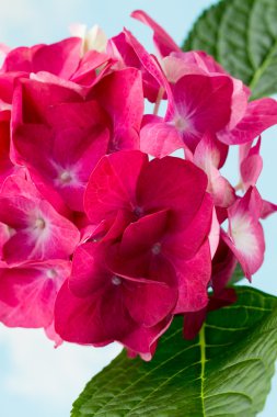 Pembe çiçek ortanca mavi zemin üzerine.