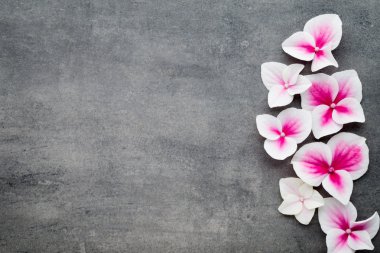 Gri arkaplandaki spa taşları ve çiçekler.