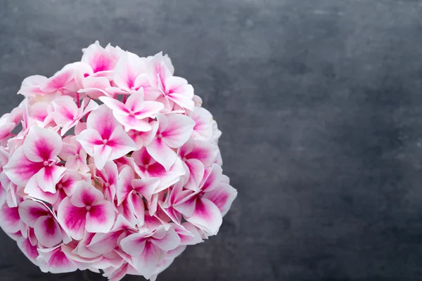 Pink flower hydrangea on blue background.