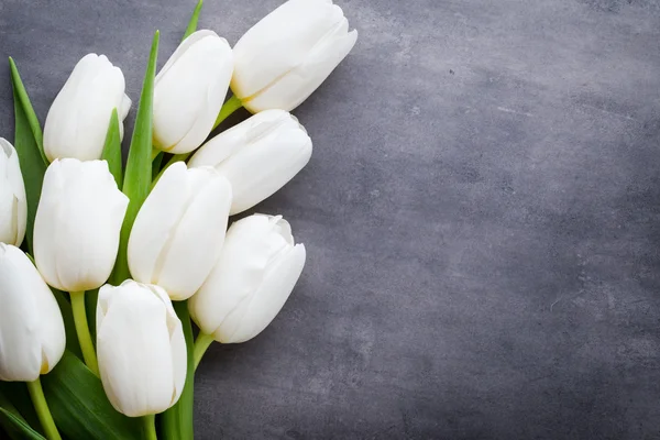 Více bílý Tulipán na šedém pozadí. — Stock fotografie