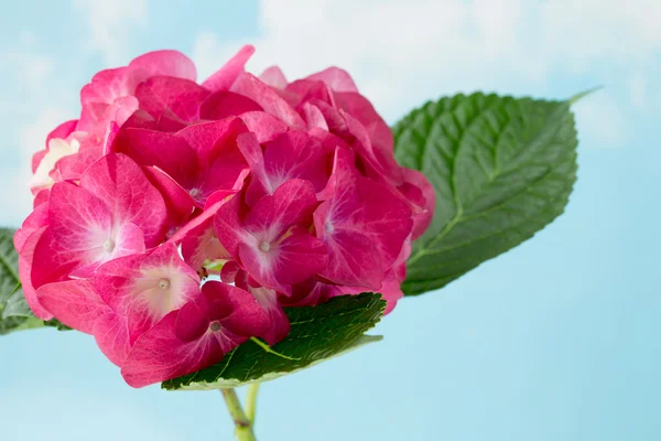 Pink flower hydrangea on blue background.