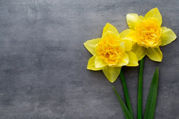 灰色背景上的黄色水仙花。复活节贺卡. — 图库照片