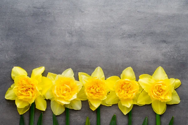 Žluté narcisy na šedém pozadí. Velikonoční přání. — Stock fotografie