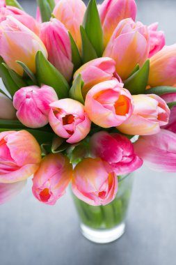 Lale, çiçek gri arka plan üzerinde.