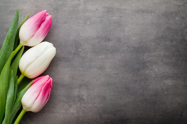 More tulip on the grey background. — Stock Photo, Image