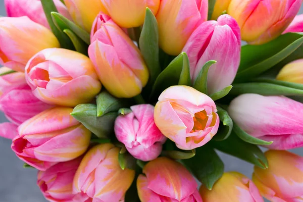 Tulpe, Blumen auf dem grauen Hintergrund. — Stockfoto