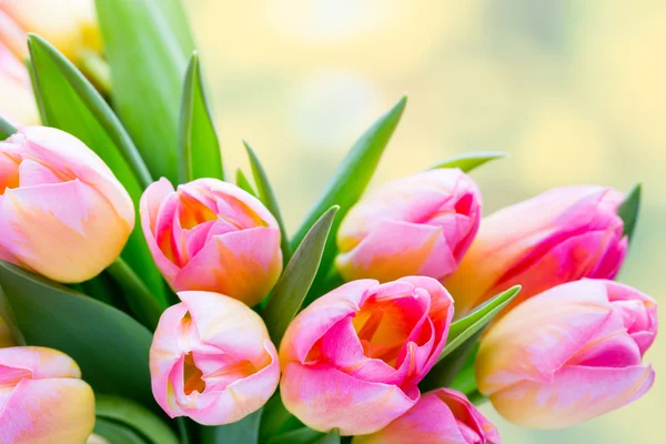 Spring flowers. Tulip bouquet on the bokeh background. — Stock Photo, Image