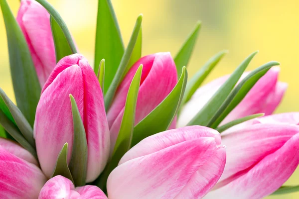 Весняні квіти. Букет тюльпанів на фоні боке . — стокове фото