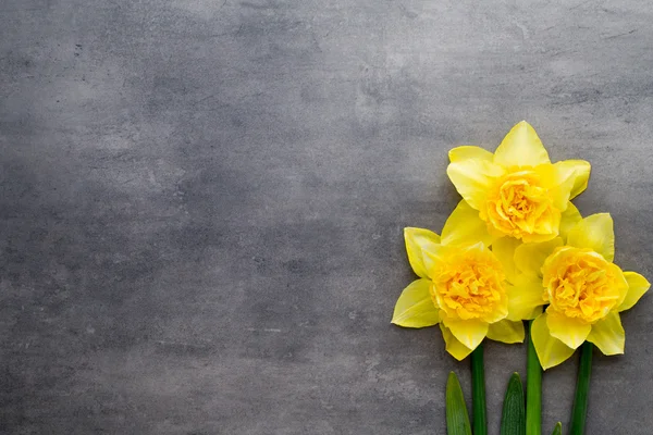 Narcisos amarelos sobre um fundo cinzento. Cartão de saudação Páscoa. — Fotografia de Stock