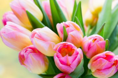 Bahar çiçekleri. Bokeh arka planında lale buketi.