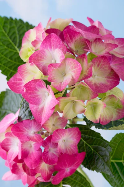 Pink flower hydrangea on blue background.