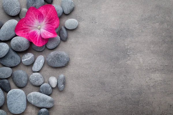 Spa stones and flowers, on grey background. — Stock Photo, Image