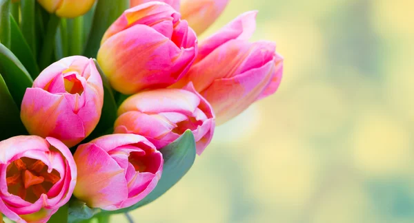 Fleurs printanières. Bouquet de tulipes sur le fond bokeh. — Photo