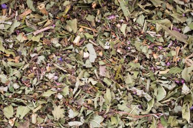 Marul. Studio resim. Rucolahsmoothie, gri arka plan üzerinde.