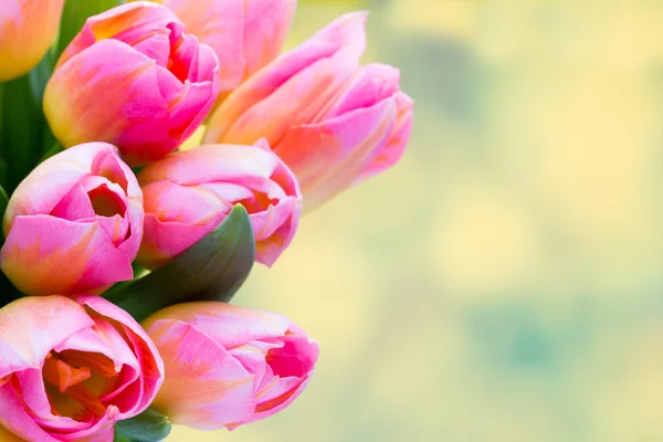 Spring flowers. Tulip bouquet on the bokeh background. — Stock Photo, Image