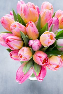 Lale, çiçek gri arka plan üzerinde.