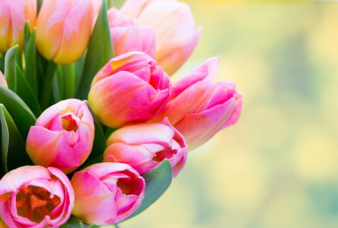 Bahar çiçekleri. Bokeh arka planında lale buketi.