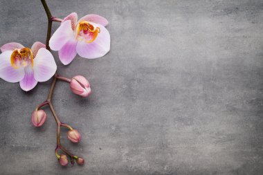 Spa orkide Tema nesneleri gri arka plan üzerinde.