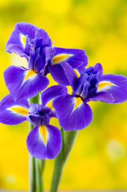 Mor Iris çiçek Sarı zemin üzerine.