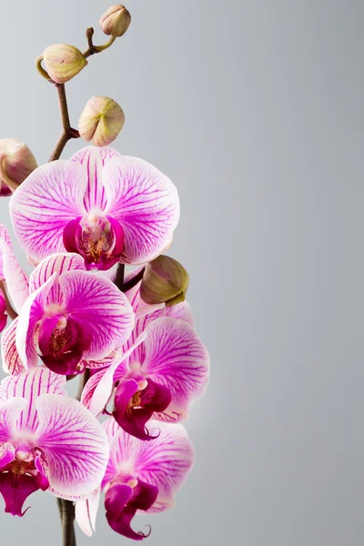 Rózsaszín orchidea a szürke háttér. — Stock Fotó