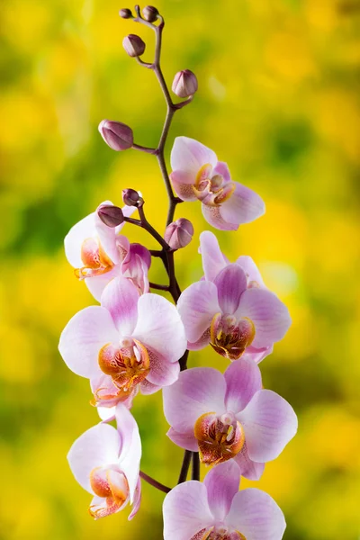 Orchidée jaune sur le fond gris. — Photo