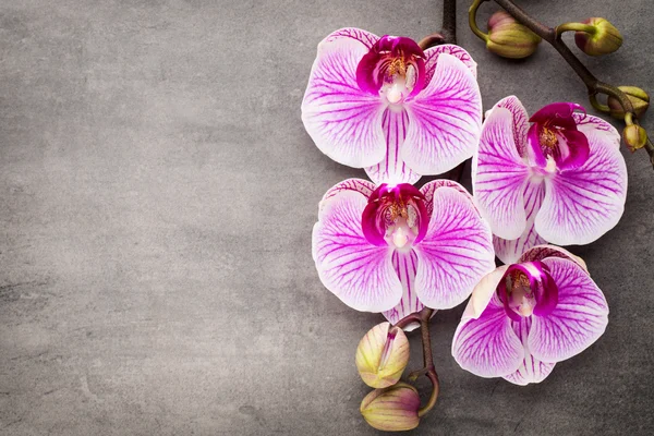Spa orchidea téma objektumok szürke háttér. — Stock Fotó