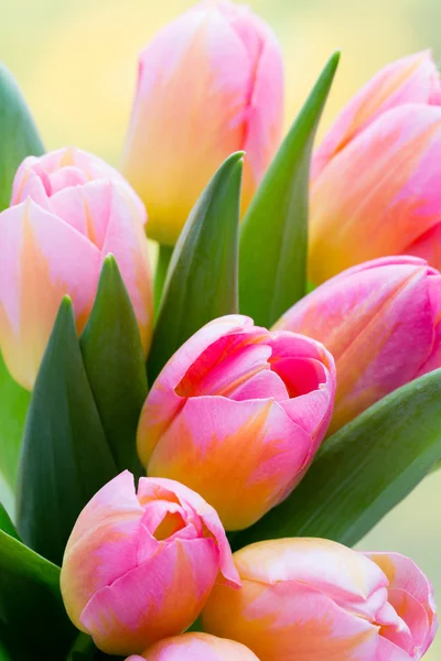 Весенние цветы. Букет тюльпанов на фоне боке. — стоковое фото