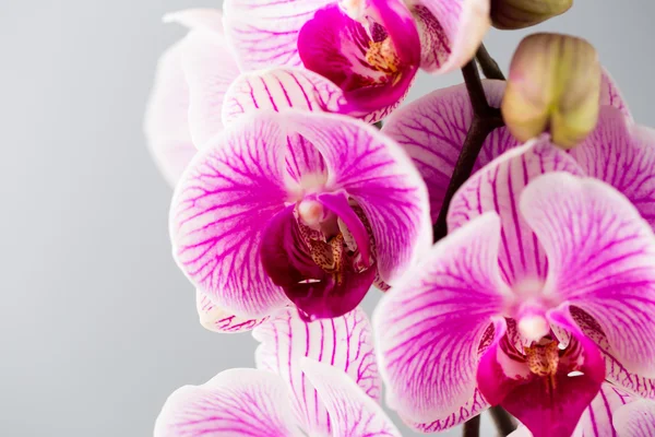Rózsaszín orchidea a szürke háttér. — Stock Fotó