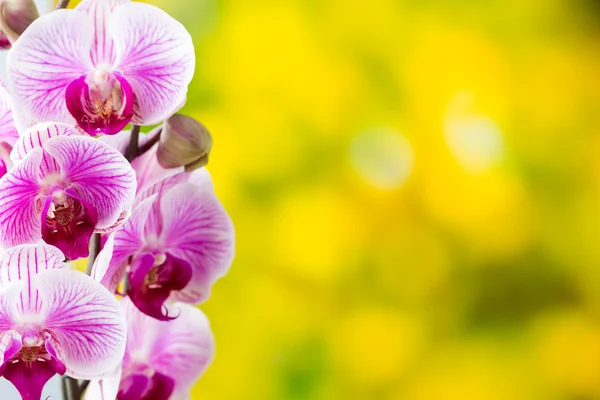 Yellow orchid on the grey background. — Stock Photo, Image