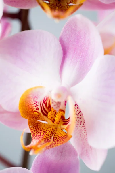 Розовая орхидея на сером фоне . — стоковое фото