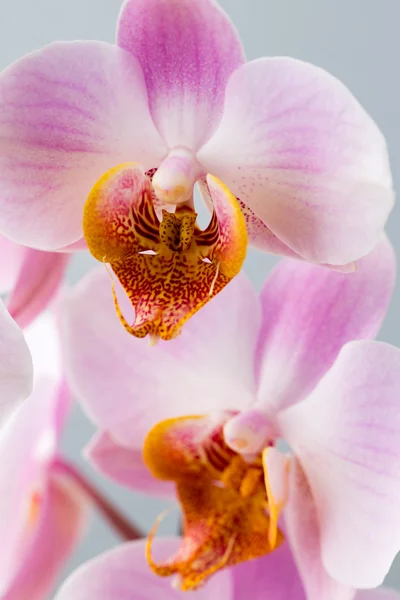 Rózsaszín orchidea a szürke háttér. — Stock Fotó