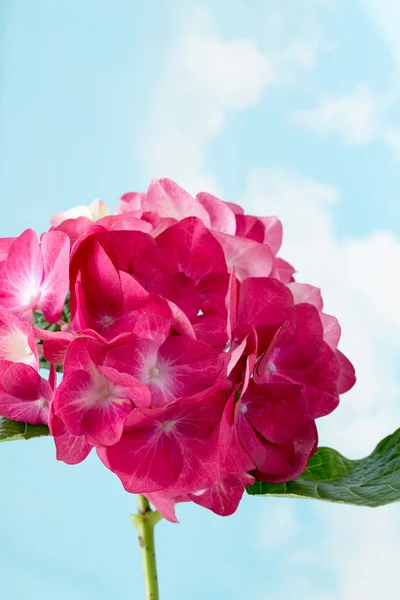 Pink flower hydrangea on blue background. Stock Photo