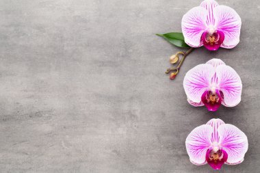 Spa orkide Tema nesneleri gri arka plan üzerinde.