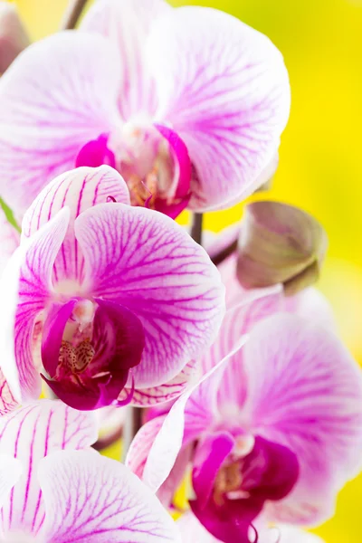 Żółta orchidea na szarym tle. — Zdjęcie stockowe