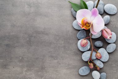 Spa orkide Tema nesneleri gri arka plan üzerinde.