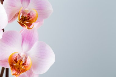 Gri arka plan üzerinde pembe orkide.