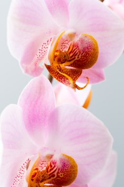 Gri arka plan üzerinde pembe orkide.