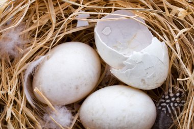 Ördek yumurtaları yuvası, bahar Paskalya sembolü.