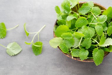 Gri arkaplanda taze çiğ nane yaprakları.