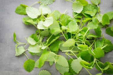Gri arkaplanda taze çiğ nane yaprakları.