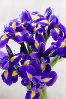 Iris çiçek gri arka plan üzerinde.