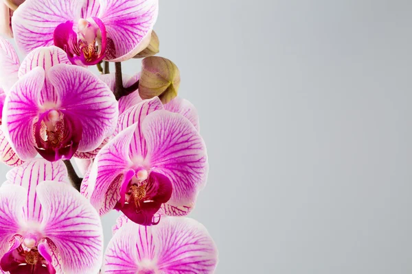 Orquídea rosa sobre fondo gris . —  Fotos de Stock