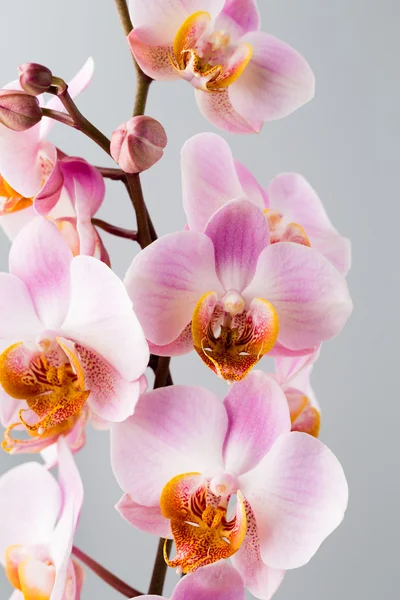 Pink orchid on the grey background. — Stock Photo, Image