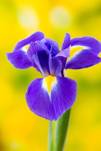 Фиолетовый цветок радужки на желтом фоне . — стоковое фото