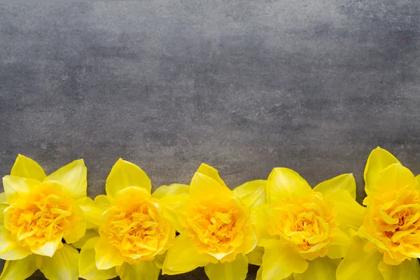 Žluté narcisy na šedém pozadí. Velikonoční přání. — Stock fotografie