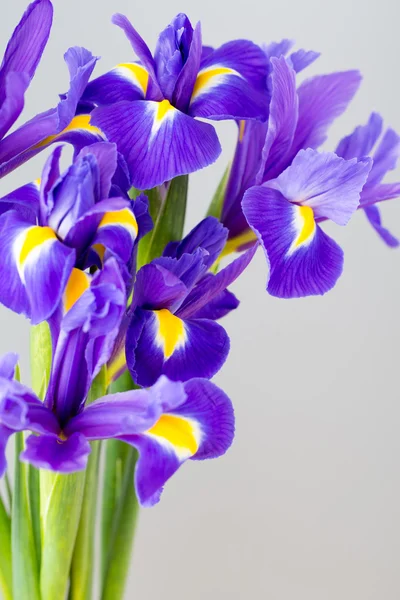 Mor Iris çiçek Sarı zemin üzerine.