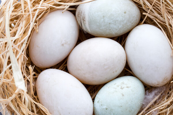 Duck eggs nest, spring Easter symbol.