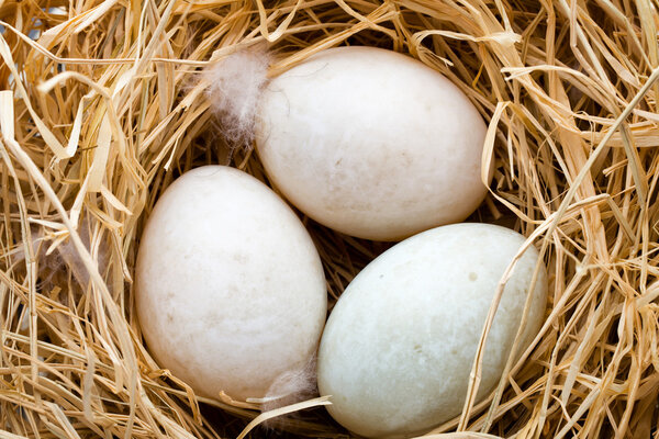 Duck eggs nest, spring Easter symbol.