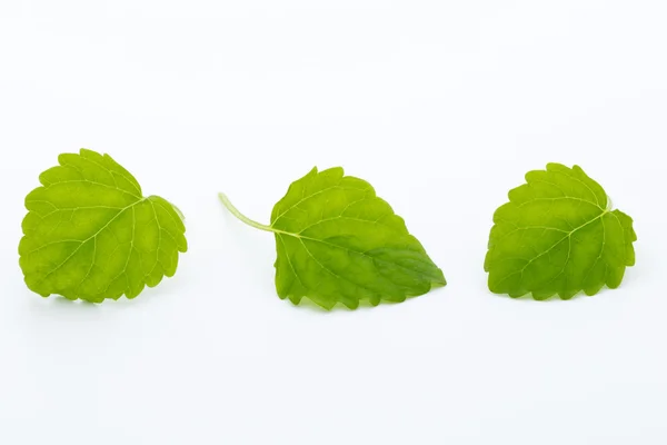 Foglie fresche di menta grezza isolate su sfondo bianco — Foto Stock