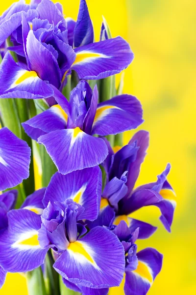 Paarse iris bloem op de gele achtergrond. — Stockfoto